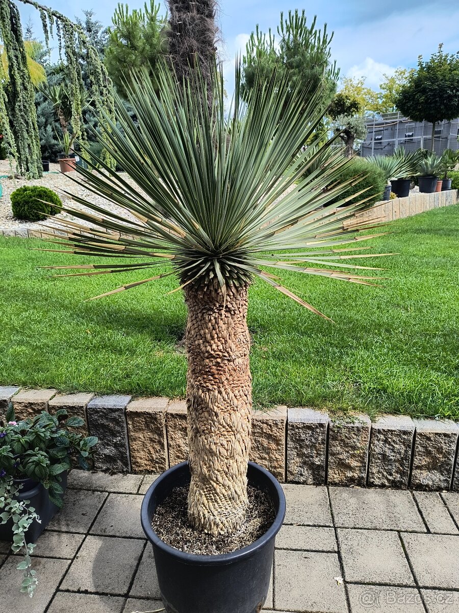 Sabal brazoriensis yucca juka - 6