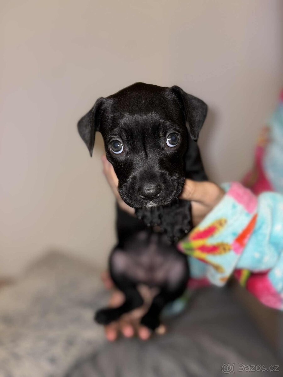 Štěňata-pitbull x labrador - 6