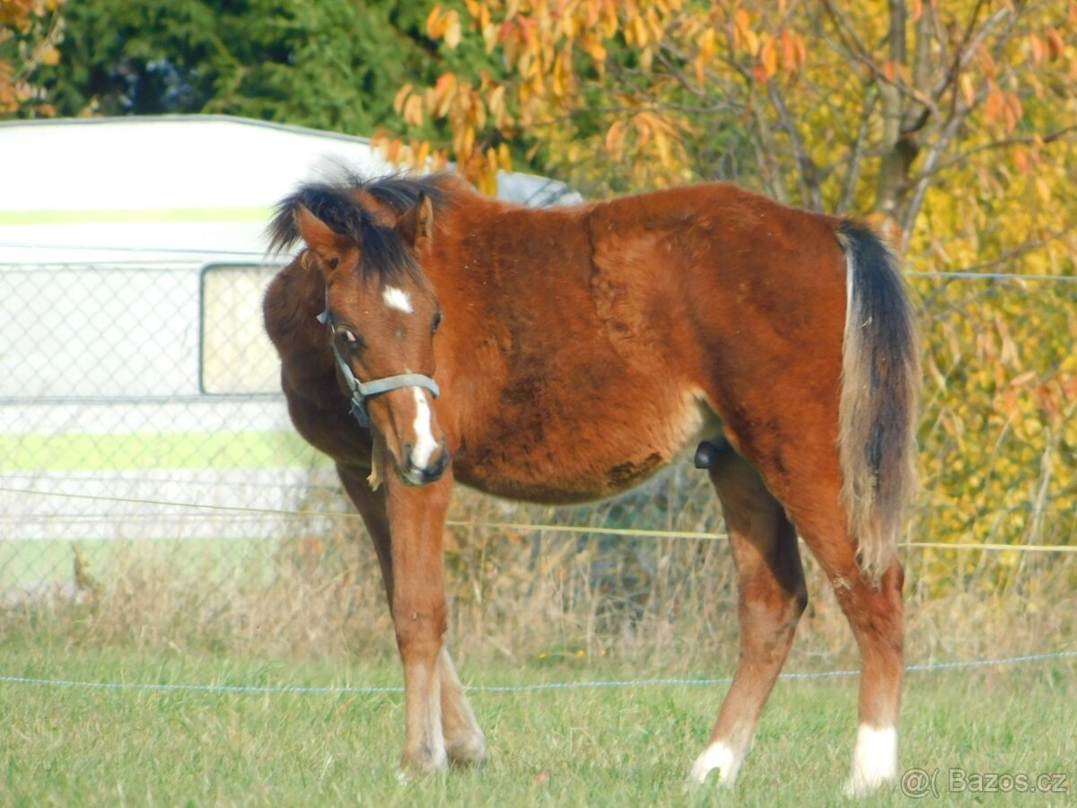 letošní hřebeček pony - 6