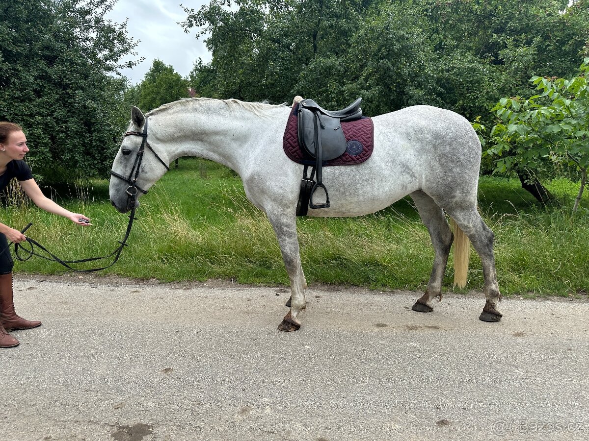 Kladrubská kobyla - 6