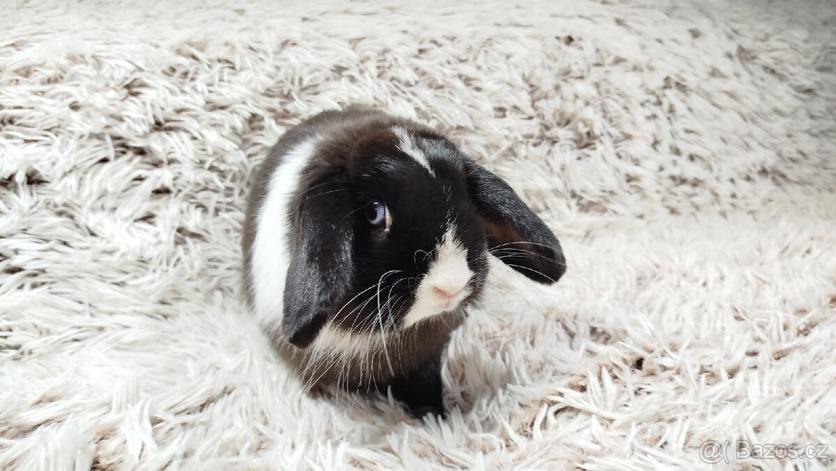 Zakrslý beránek, králíček, králík - 6