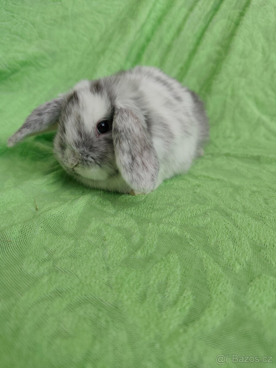 Vymazlení zakrslí králíčci - minilop, beranek, teddy - 6