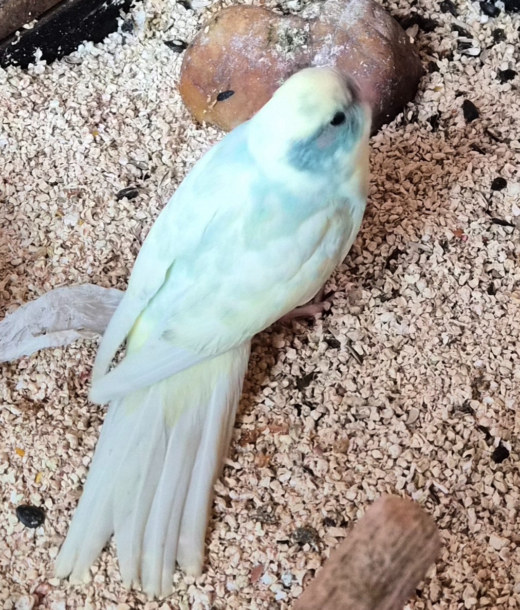 Kakariki rudočely - 6