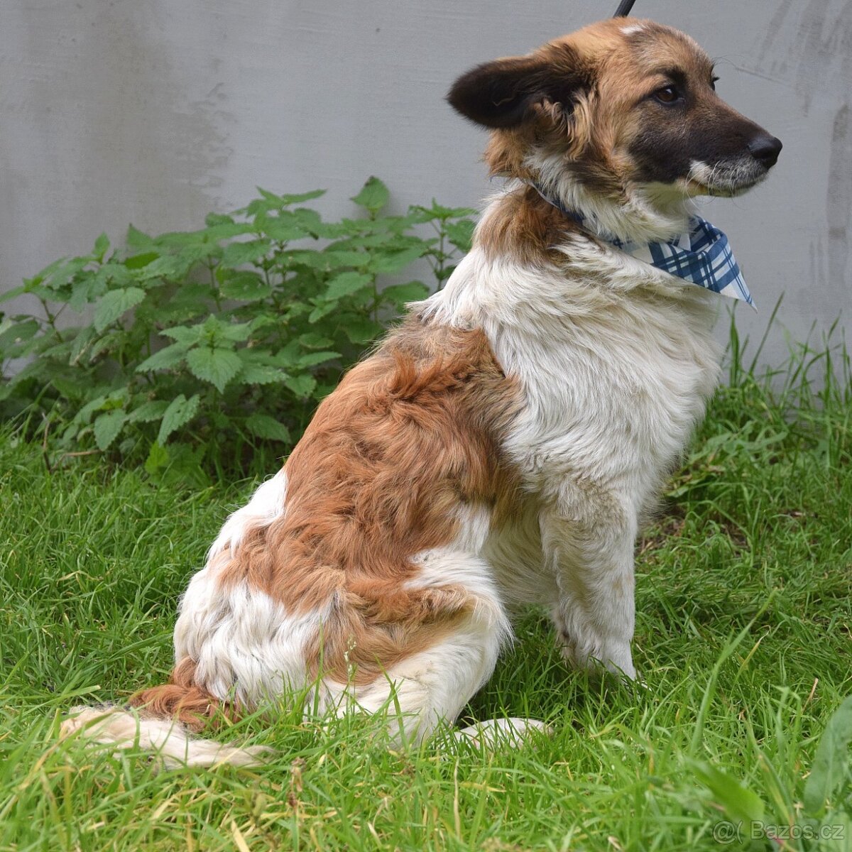 Olim hledá domov - 6