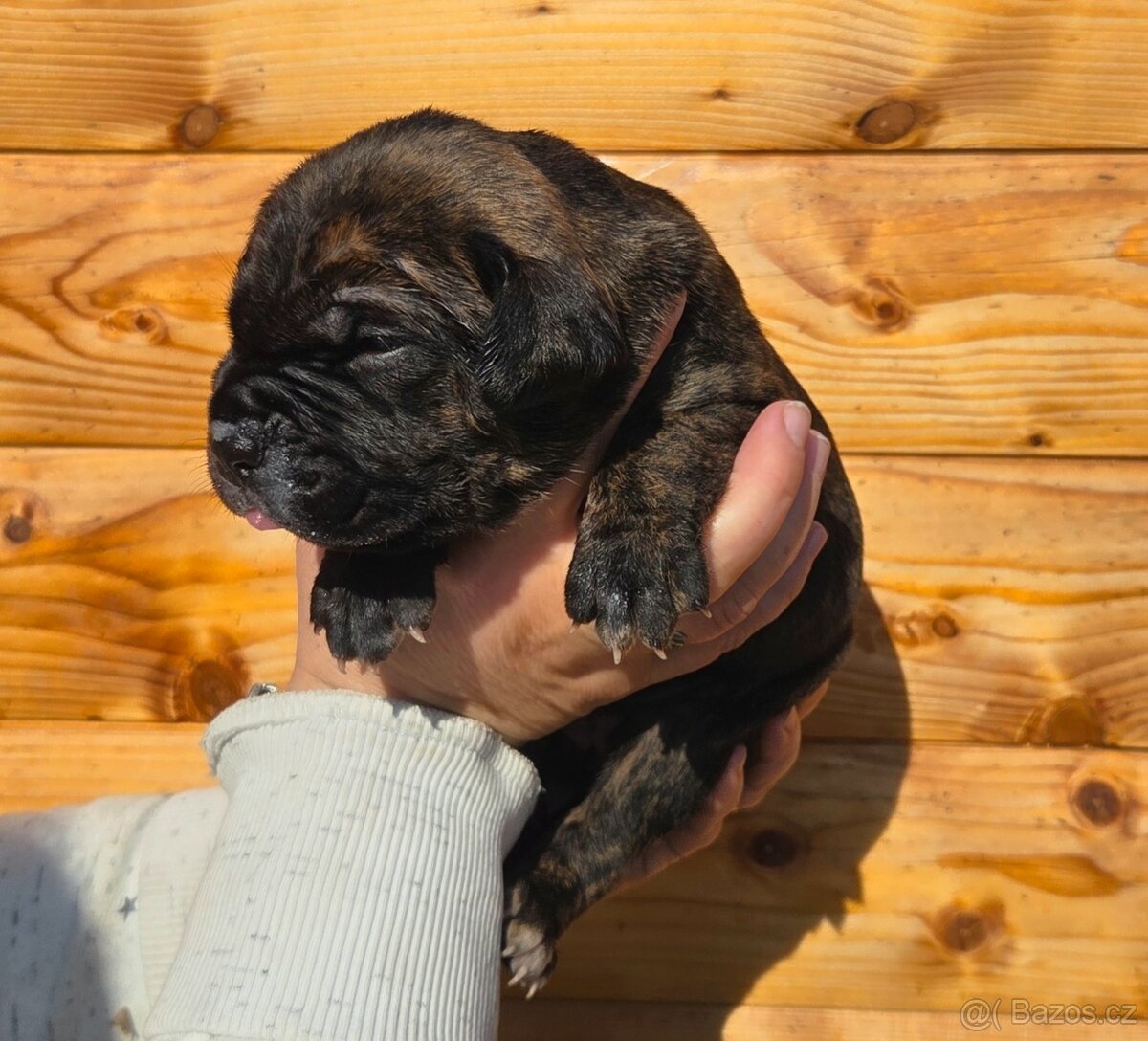 Cane corso s PP - 6