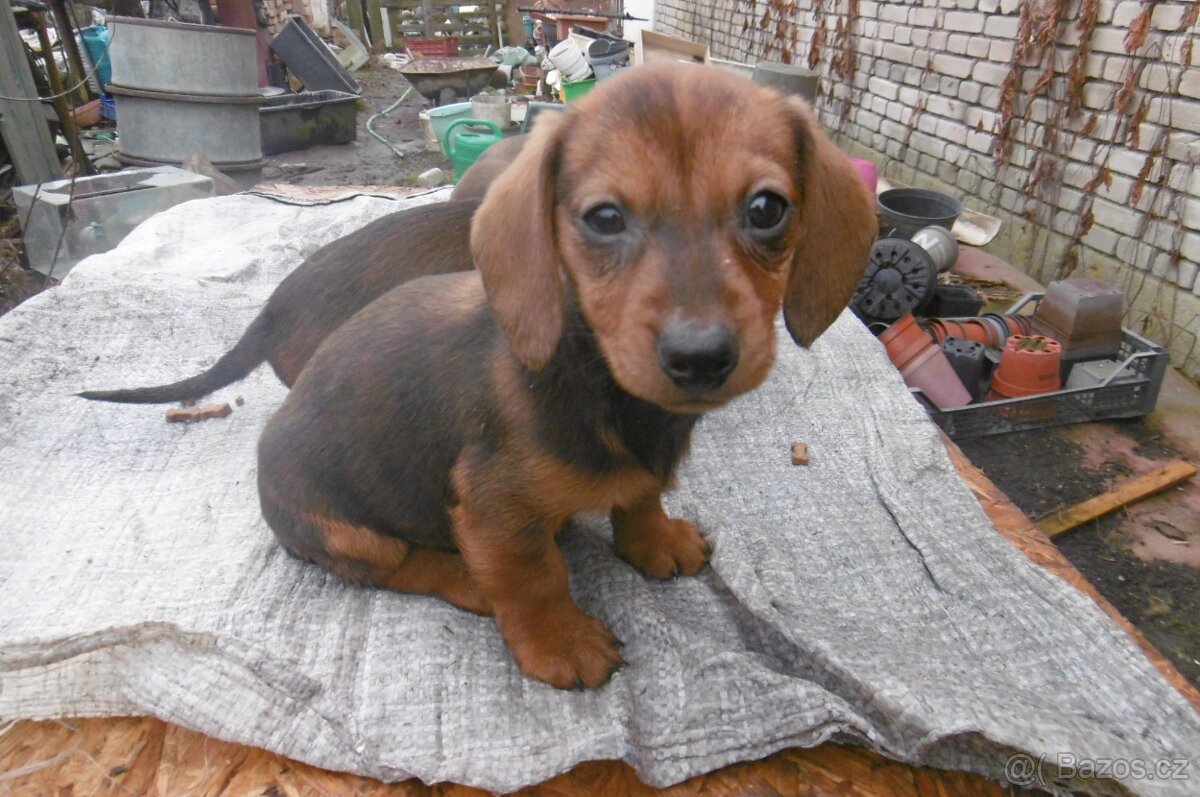 Prodej jezevčíků - 6