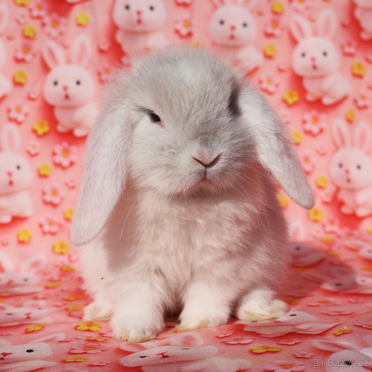 Zakrslý beránek NHD samička - 6