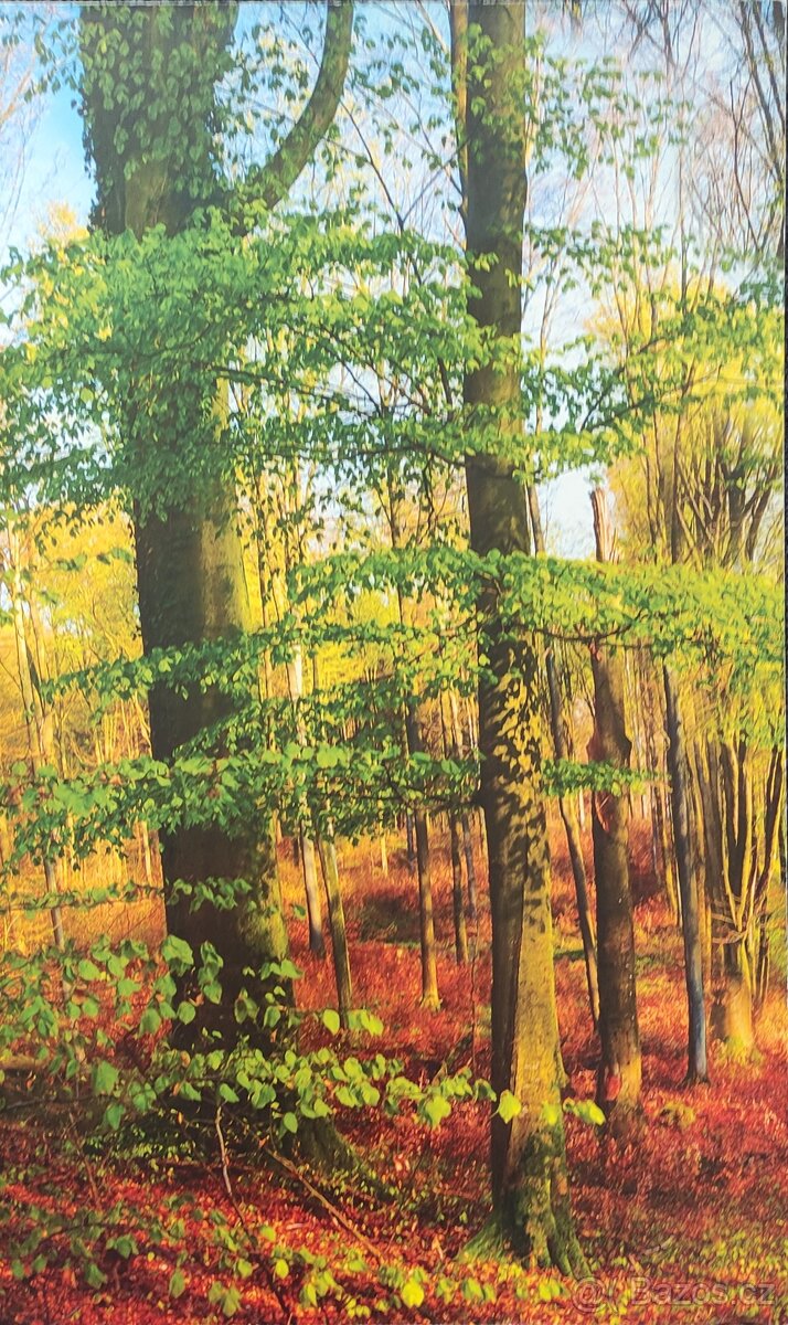 Obraz - les 150/70 - 6