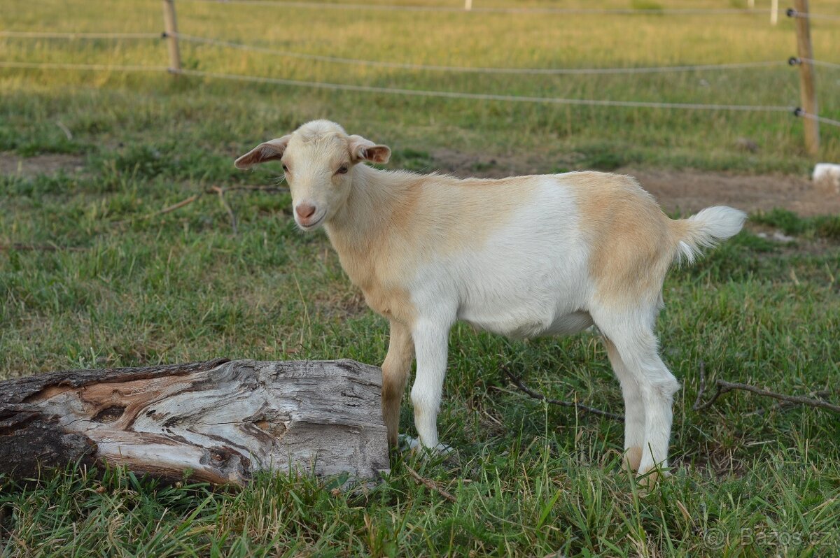 Kůzlata - 6