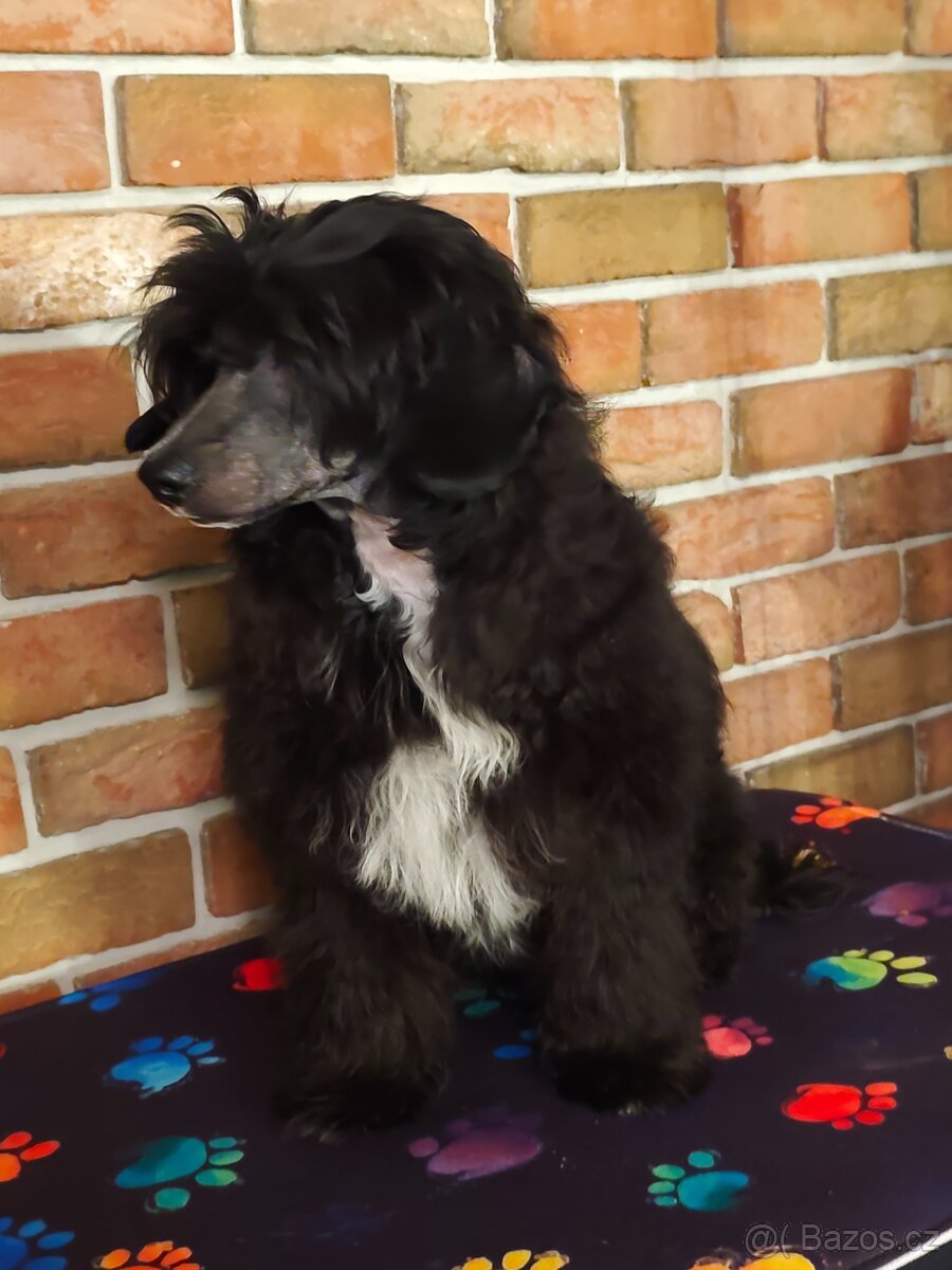 Čínský chocholatý pes, labutěnka - 6