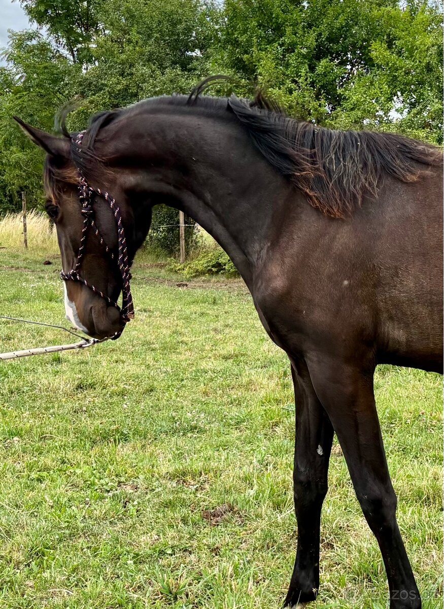 Lusitano klisna nar. 5/2024 - 6