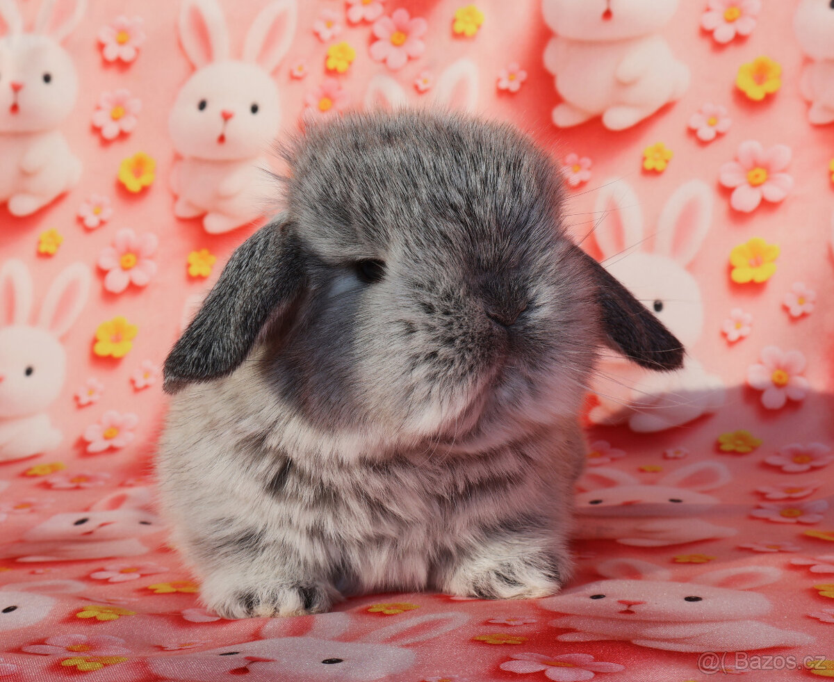 MiniLop beránci - 6