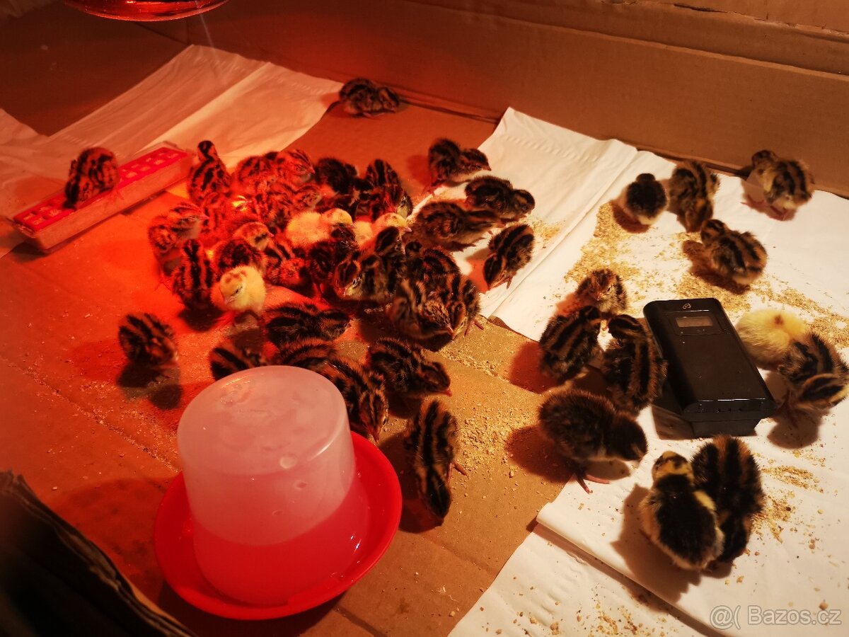 Vejce křepelek, křepelky, křepelka, násadová vajíčka - 6