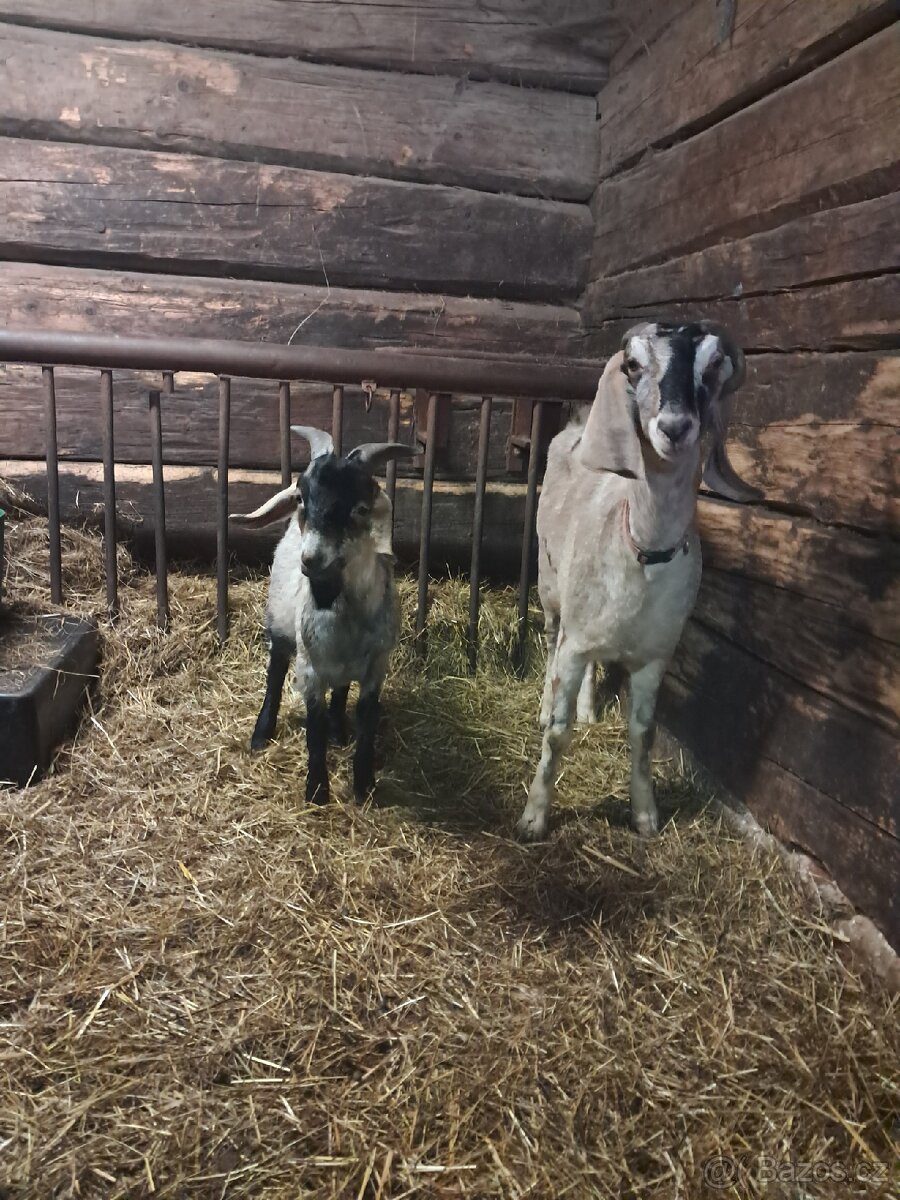 Prodám Kozu,Kozlika Anglobinského plemene. - 6