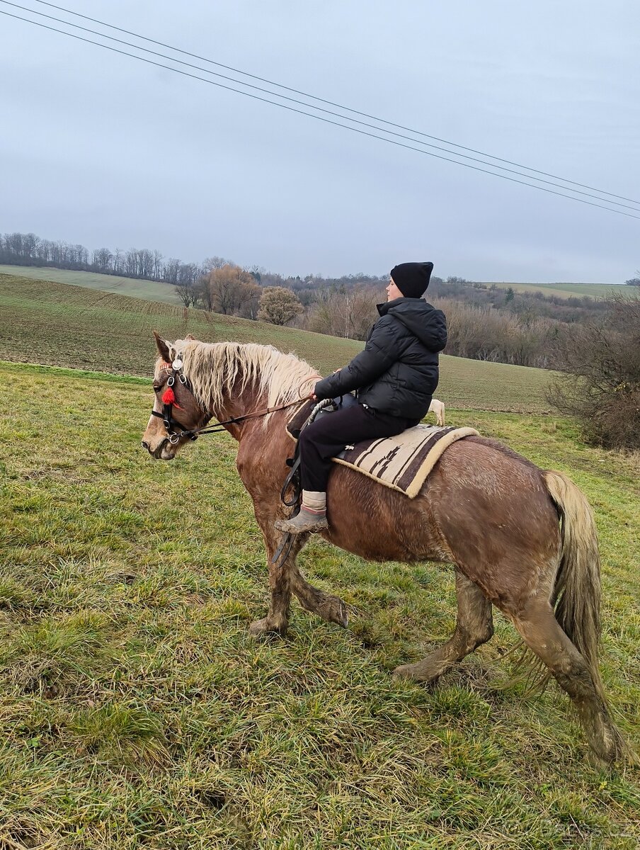 Nabízím klisnu hodnou ČMB - 6