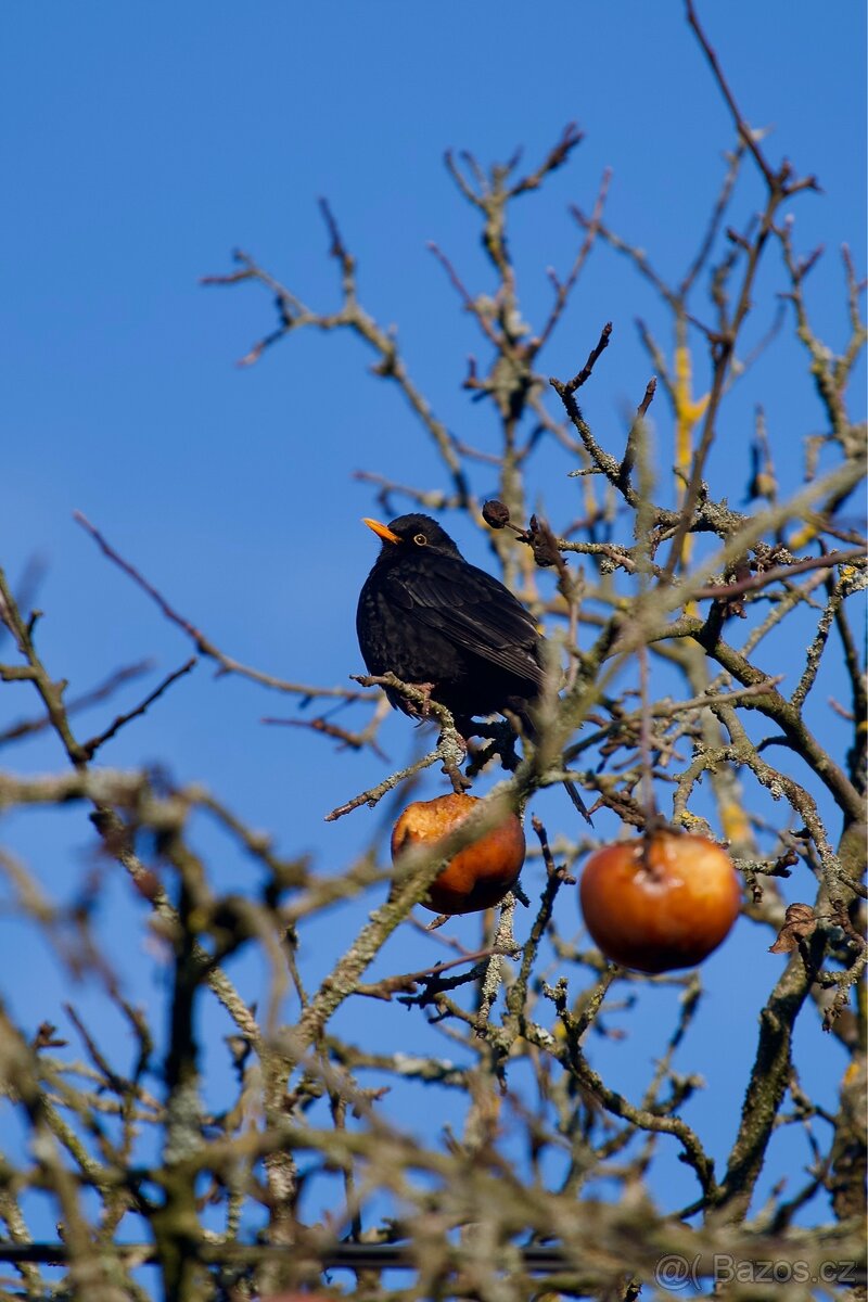 Sony 85mm FE/1.8 objektiv - 6