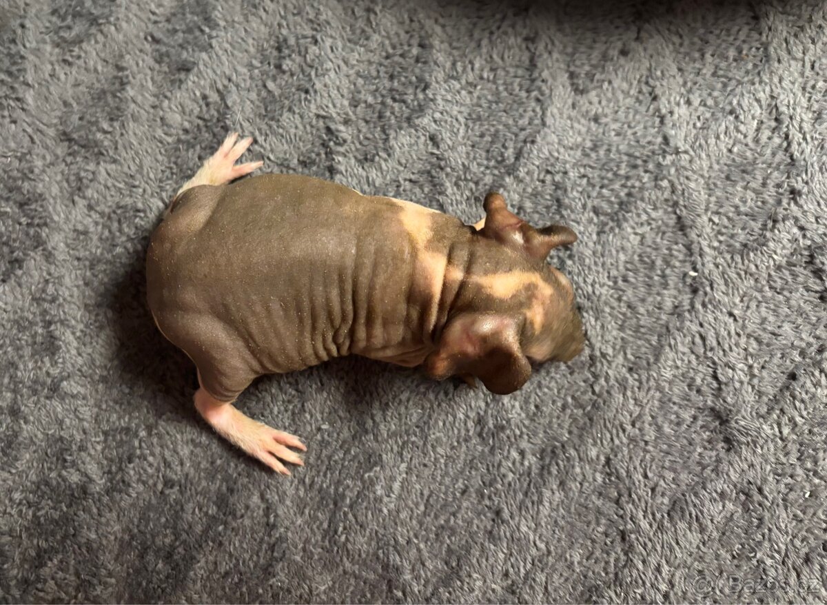 Skinny morčátka s PP, samečci - 6