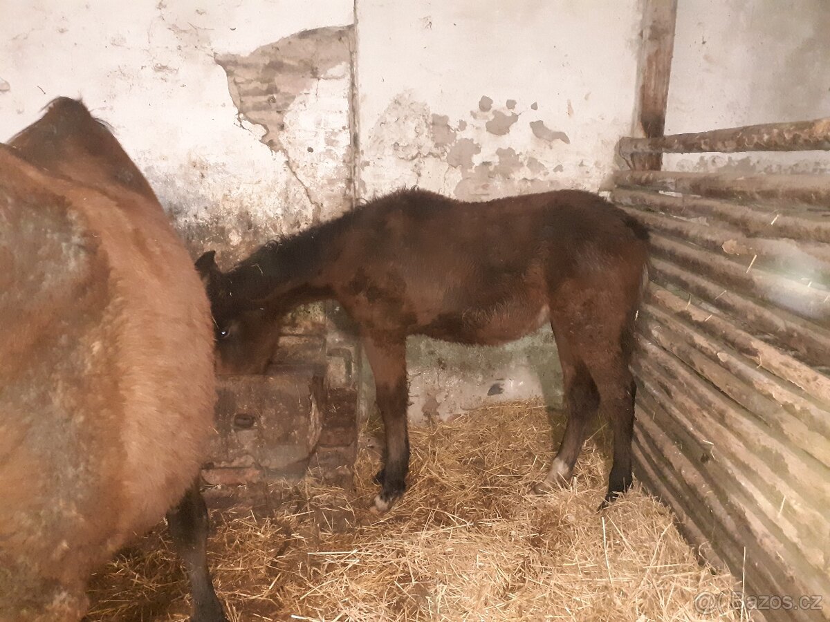 WPBr fešák pro radost - 6