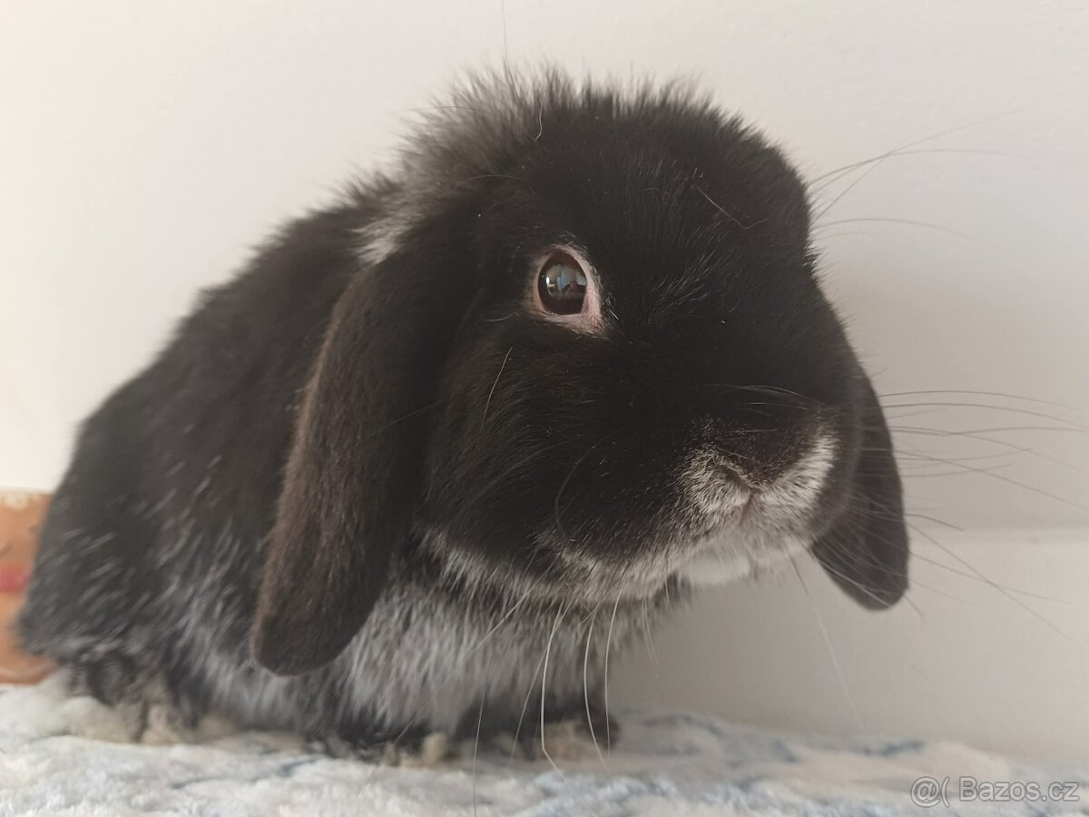 Volný Sameček Anglický Zakrslý Beránek MiniLop🤍 - 6