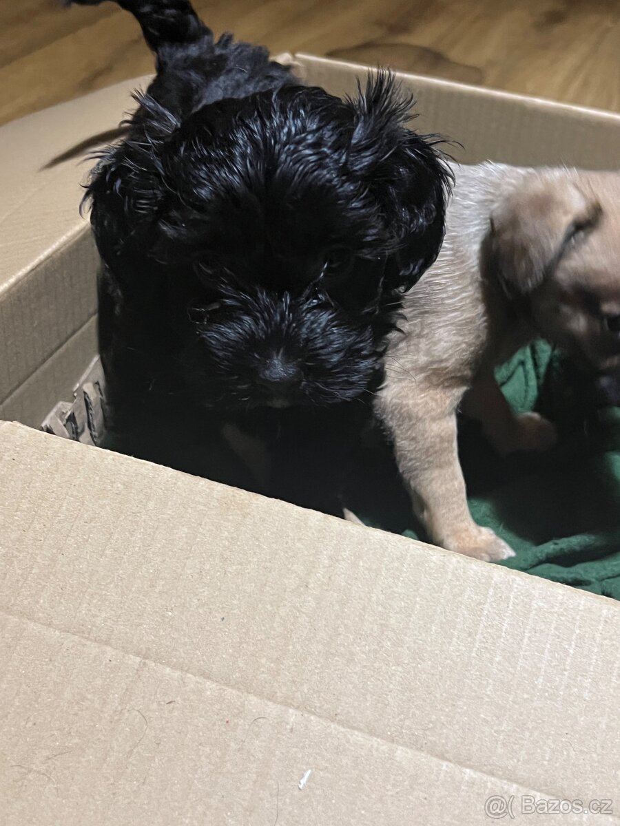 Štěňátka křížence - 6