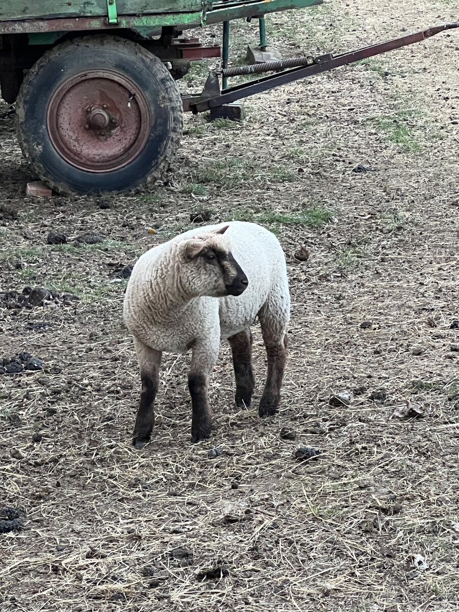 Jehně Charollais - 6