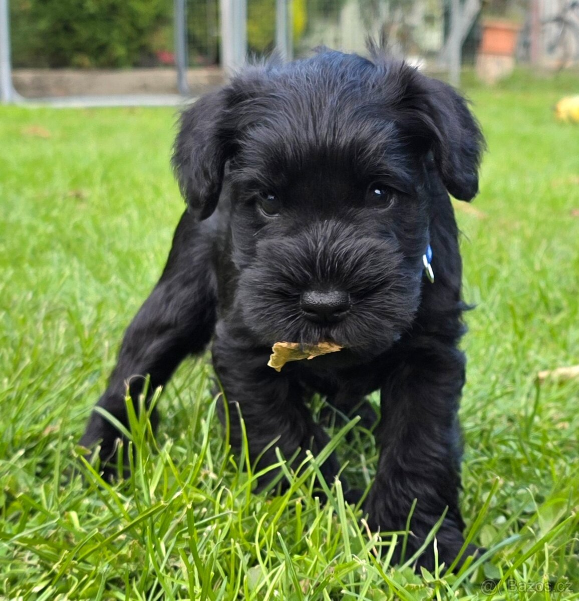 Knírač malý černý - 6