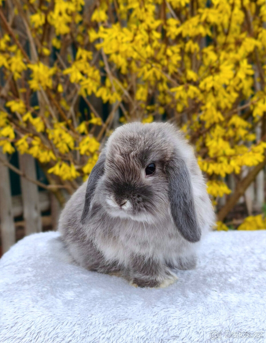 Zakrslý králíček MINILOP 💙 - 6