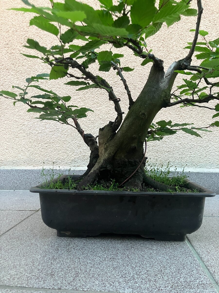 Bonsai, Bonsaj, habr obecný - 6