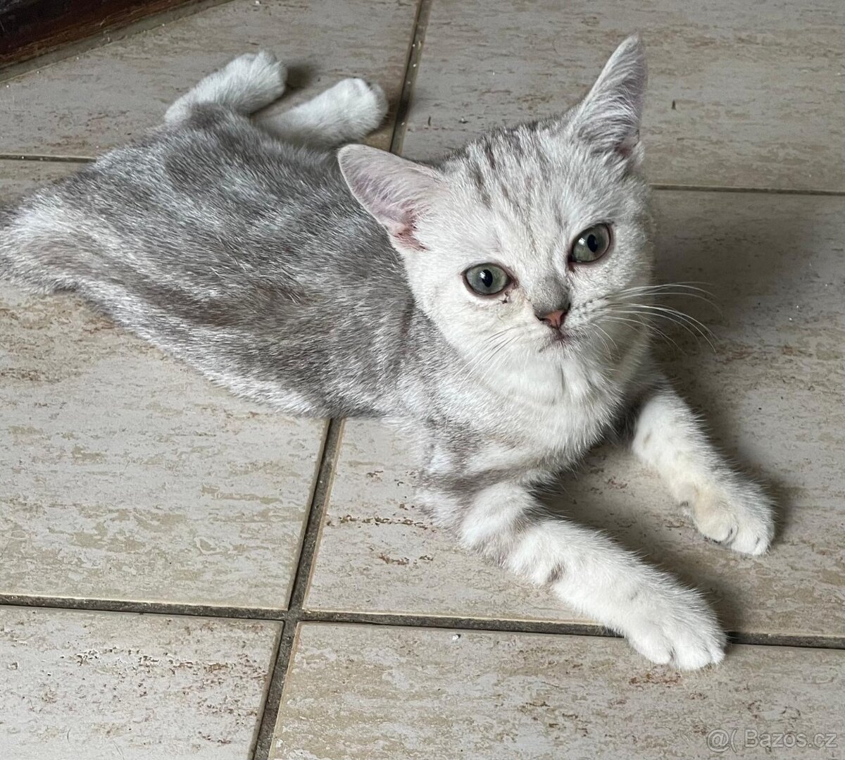 Britská koťata - 6