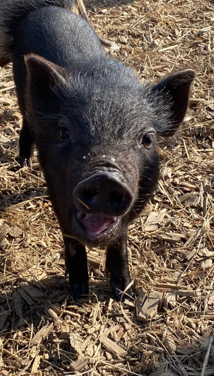 Gottingentská miniprasátka - 6