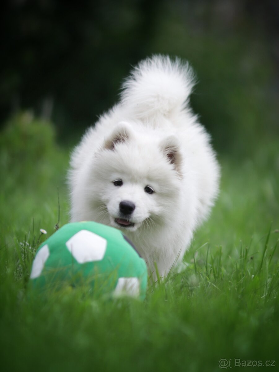 Samojed - štěňátka s PP - 6