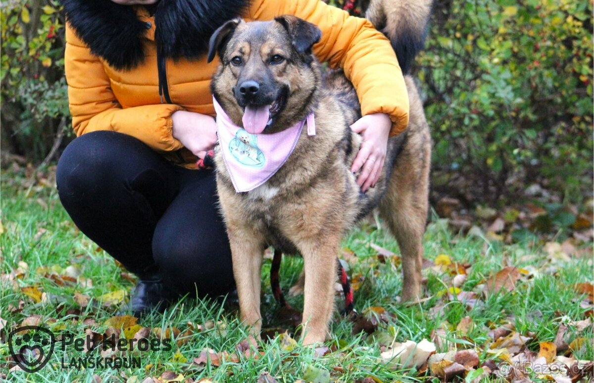 Guliana - fenka k adopci - 6