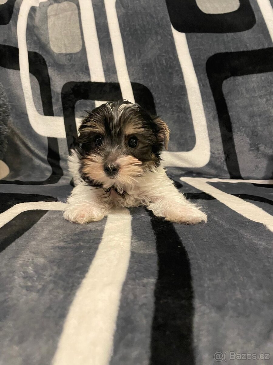 Jorkšírský teriér Biewer - 6