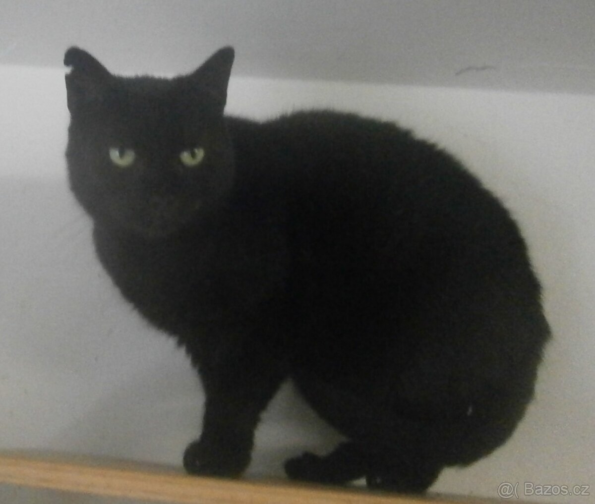 Klidná, hodná, černá 2-3letá Lízinka hledá domov. - 6