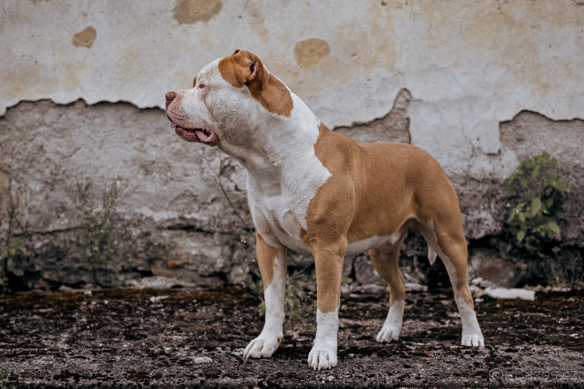 American bully xl - 6