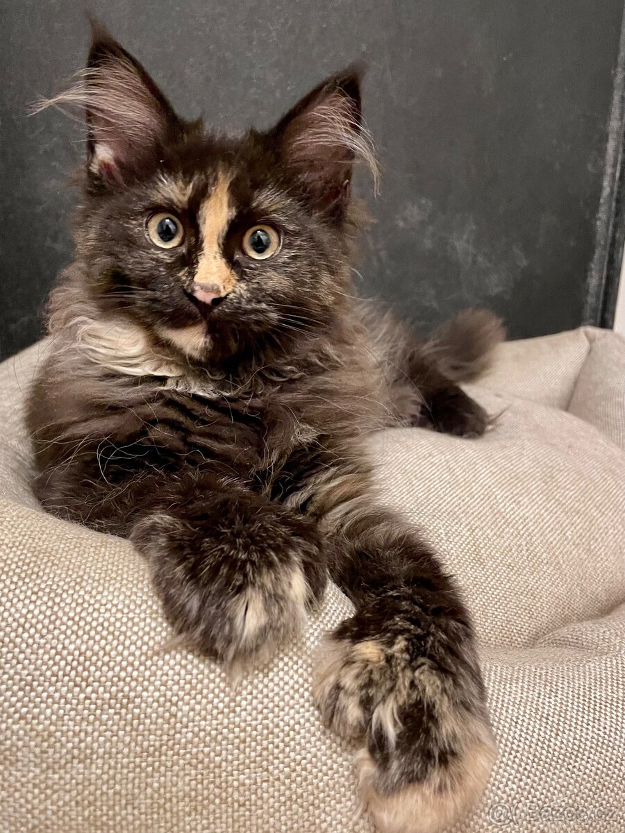 Mainská mývalí bez PP - 6