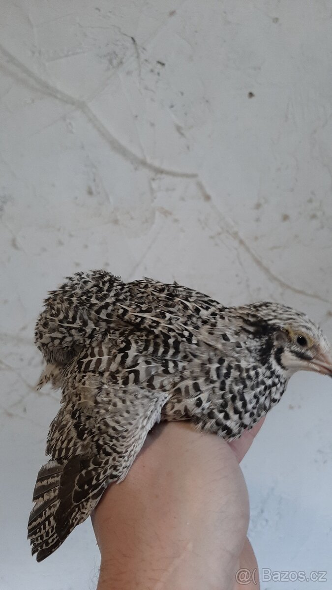 prodám násadová vejce křepelky japonské v různých mutacích - 6