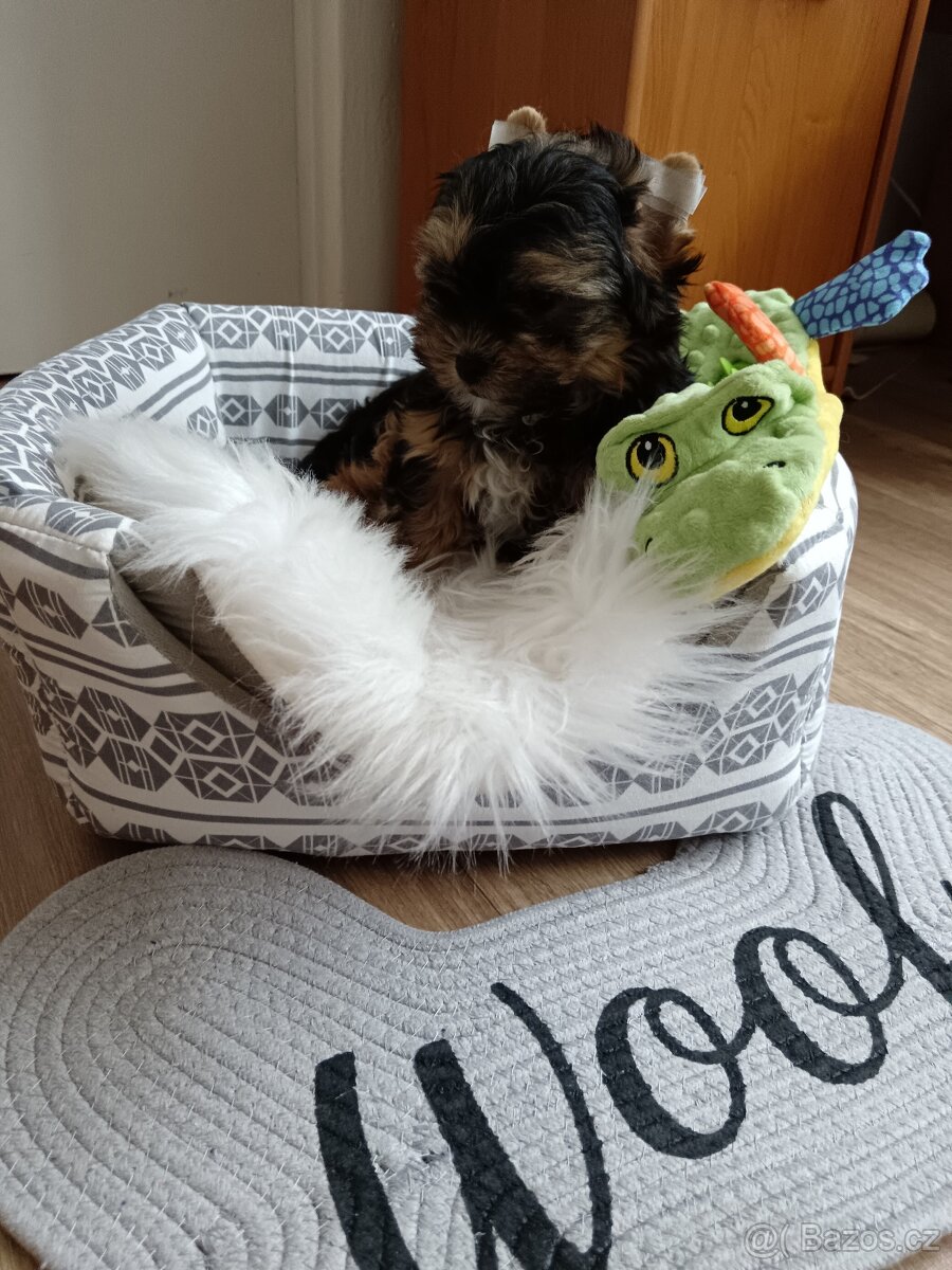 Jorkšírský teriér -štenátko - 6