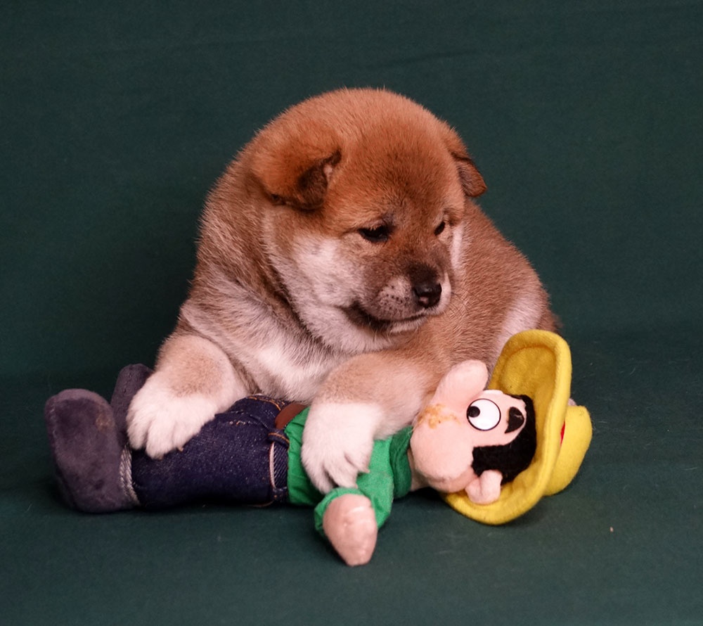 Shiba-Inu s PP FCI - 6