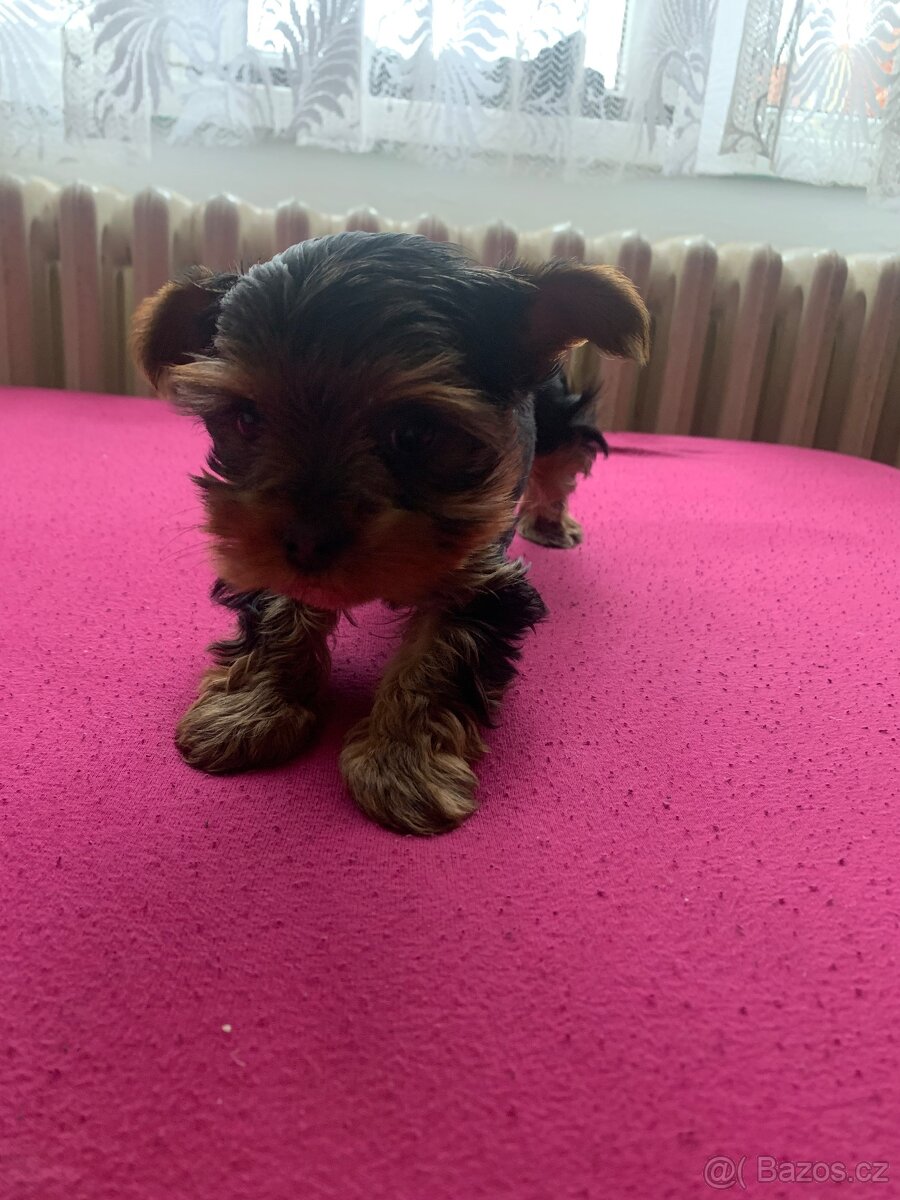 Prodám štěně jorkšírského teriéra - 6