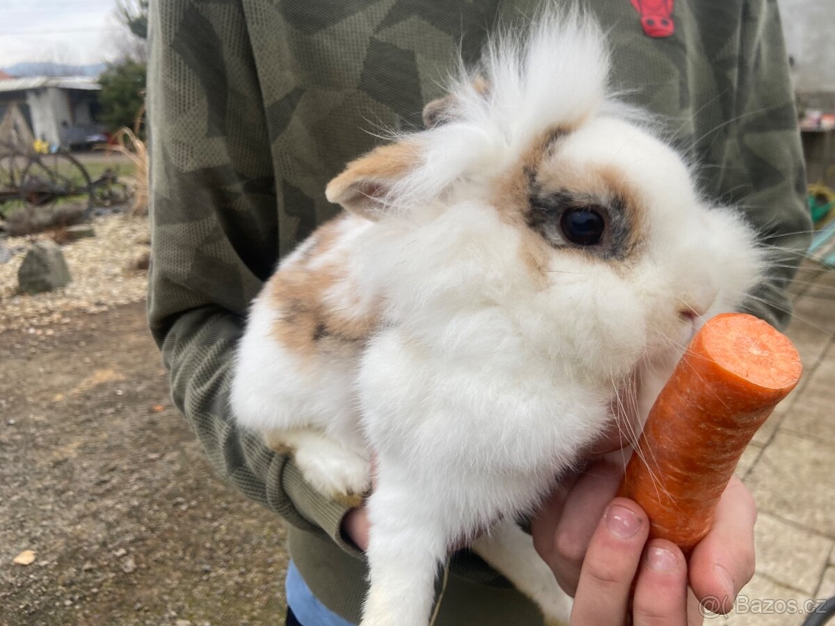 prodám králíčka teddylviček+beranek - 6