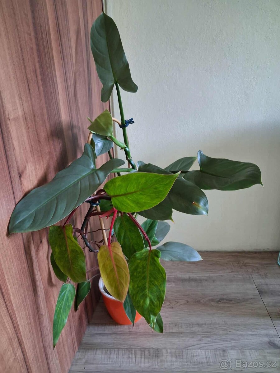 Philodendron 2ks - 6