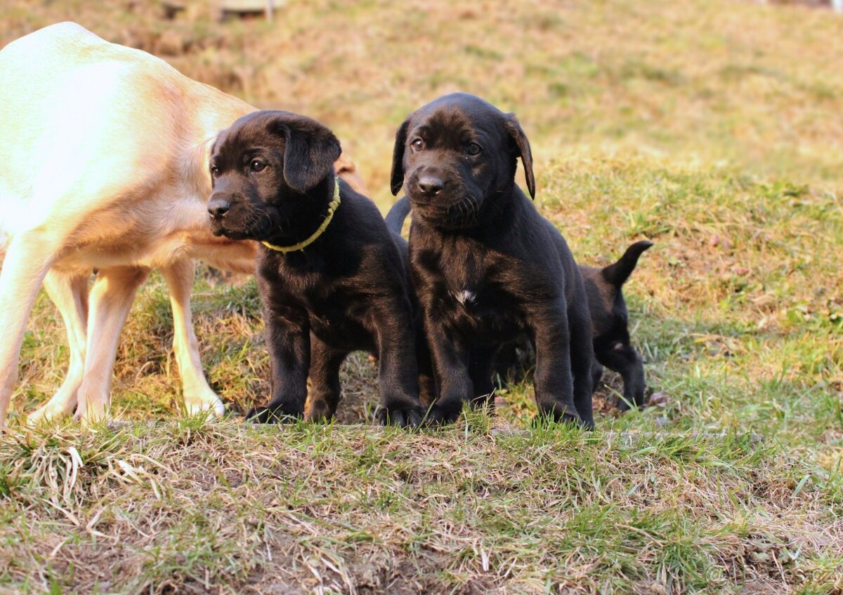 Labrador Retriever - 6