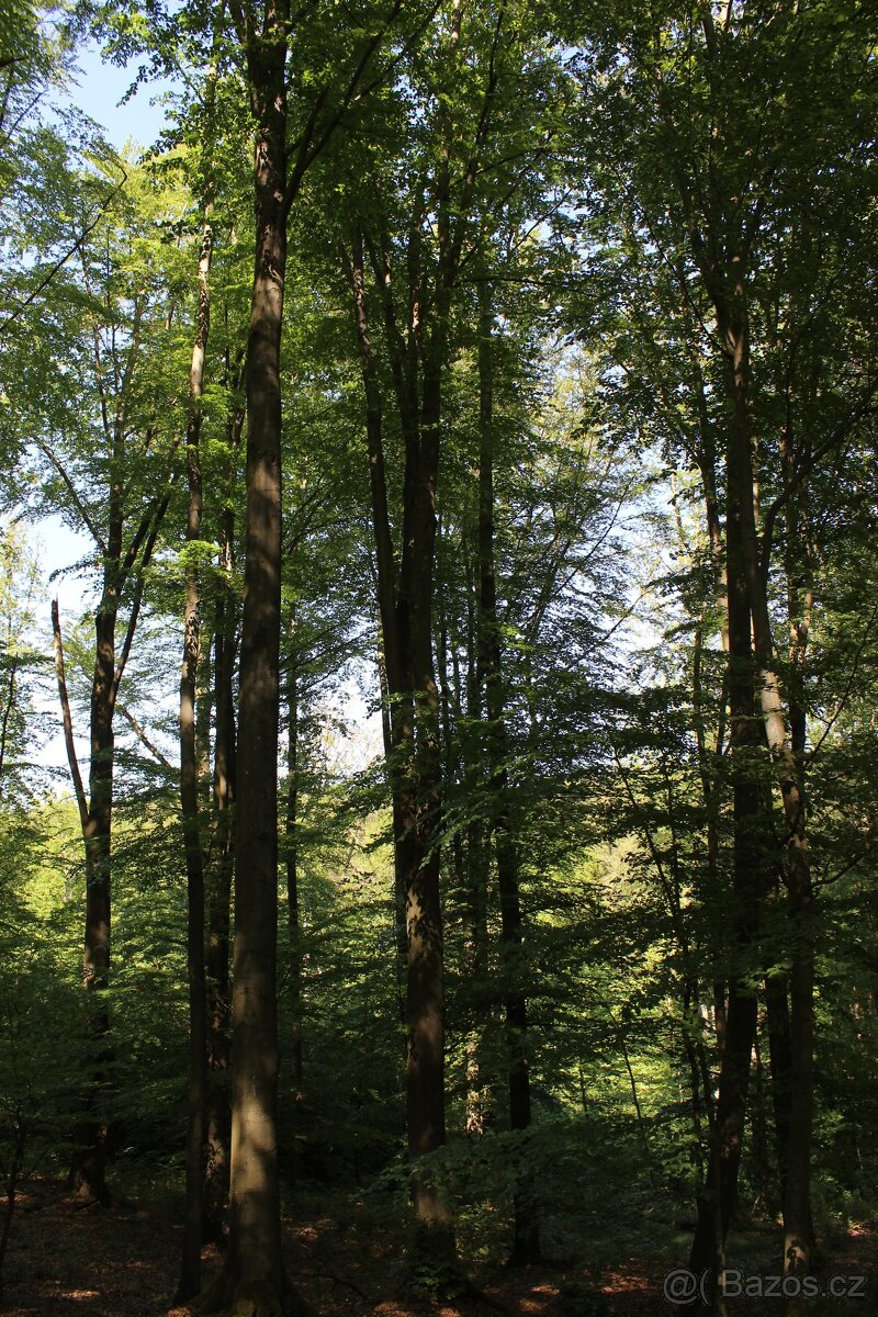 Prodej nevytěženého lesa u Luhačovic - 3,25 ha - 6