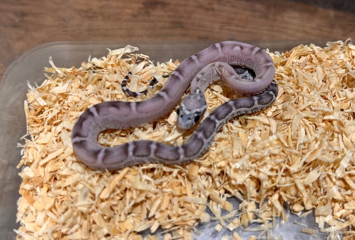 Užovka červená Scaleless - 6