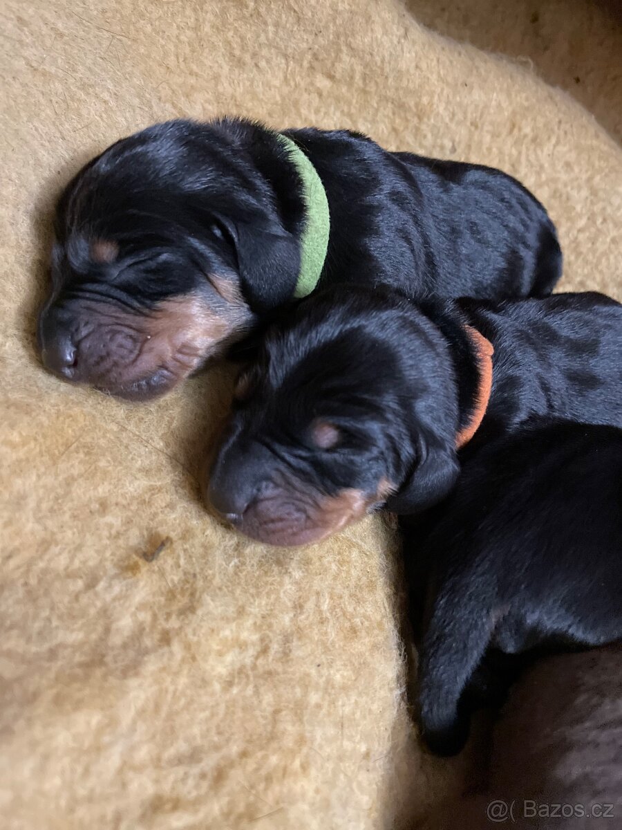 Jezevčík hladkosrstý standard s PP - 6