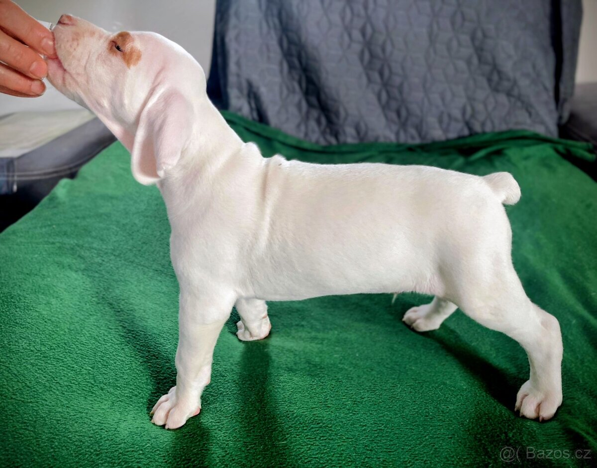 Bourbonský ohař - štěně s PP - 6