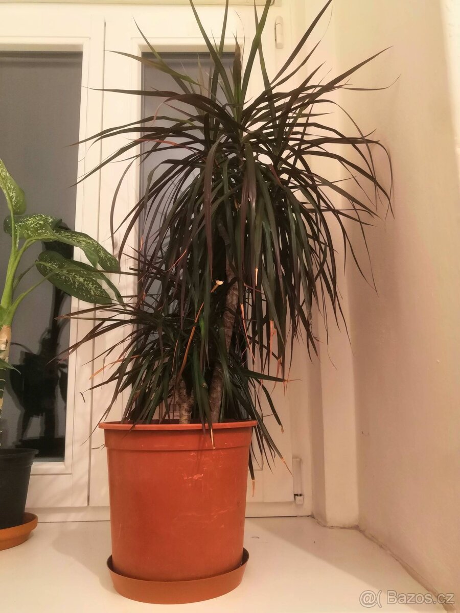 dracena, pokojová - 6