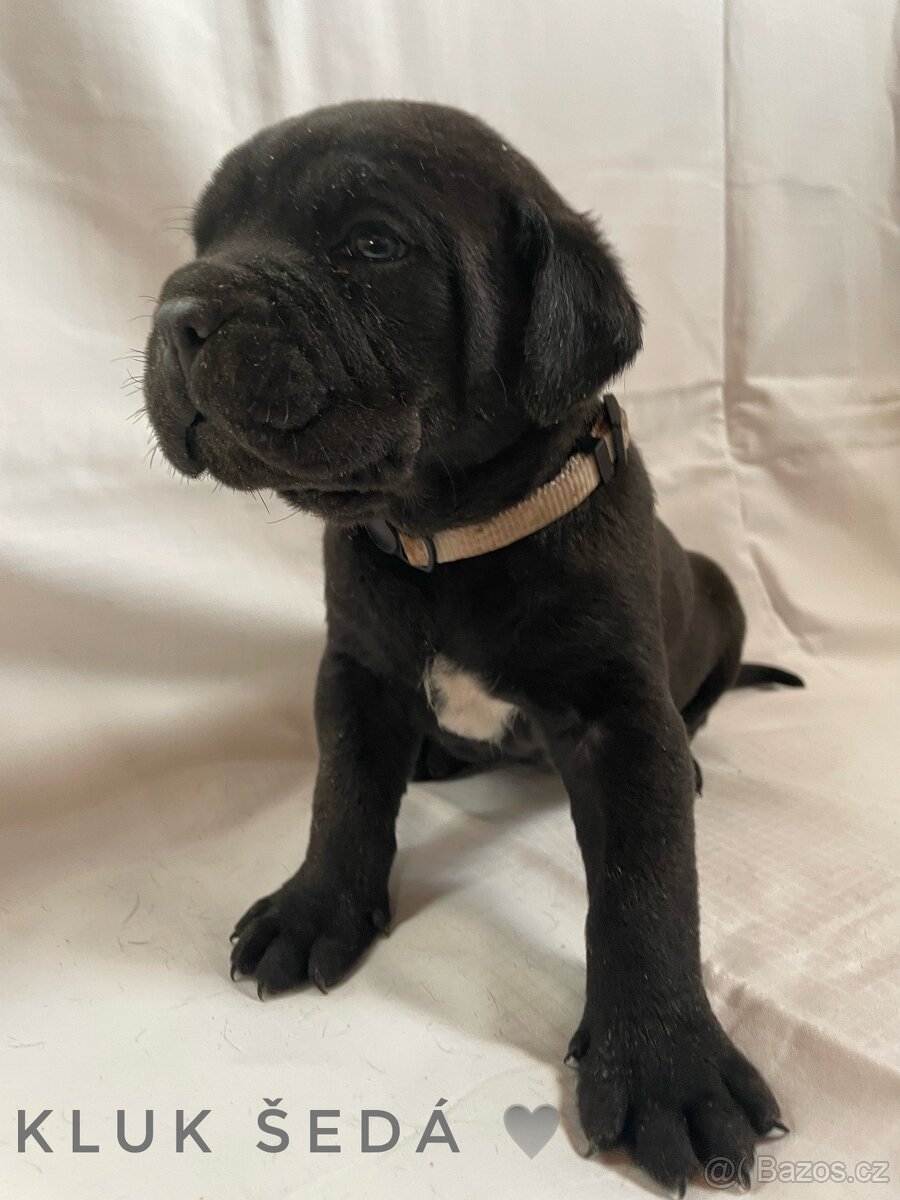 Cane Corso - 6