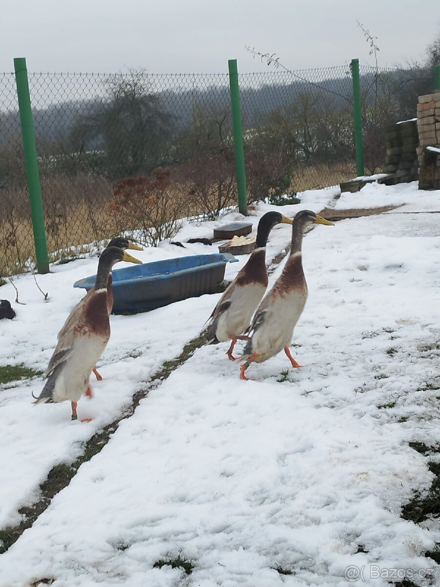 Indický běžec - 6